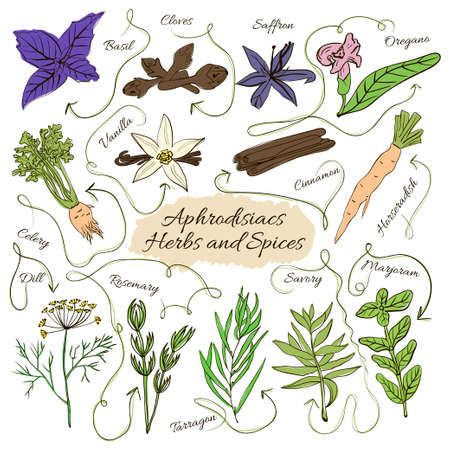 Hand drawn vector collection of spices with pheromones aphrodisiacs and herbs on white backgroundのイラスト素材