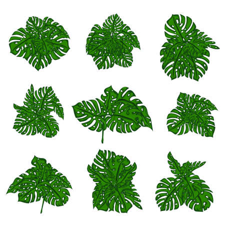 The collection of tropical wild bushes of fern to create a cartoon's background in computer graphics. The elements of the game. Vector illustrationのイラスト素材
