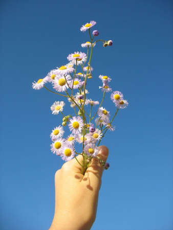 Daisies In The Blue Sky の写真素材