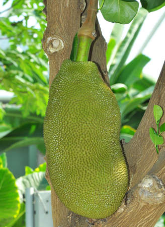 Huge jackfruit on a tree