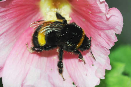  Bee collecting pollen  in pink flower