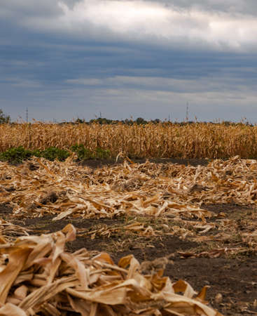 countryside autumn harvest, corn. atmospheric backgroundの写真素材