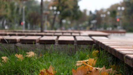 bench in autumn park, background leaves and grass