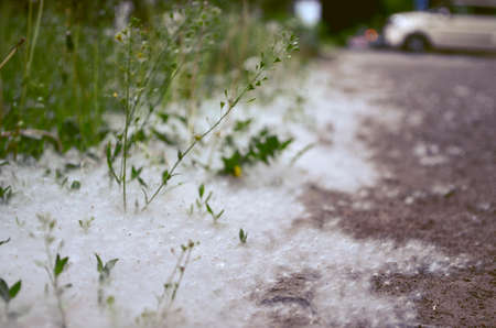 Poplar fluff on the road. allergy. Hypersensitivity of the body