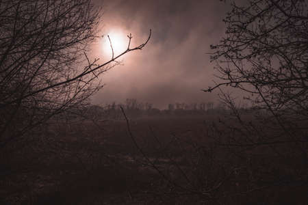 Mist landscape, trees are wet, damp fog of forest. Orange mystical sunset in foggy day. Halloween...