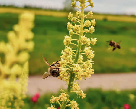 Bee on a flower. Honey Bee collecting pollen on yellow rape flower. wild flower meadowsの写真素材