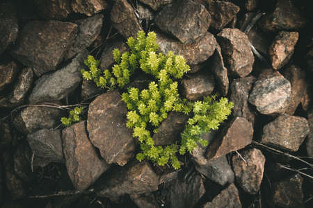 growth through big rock, grow through difficult circumstances. green grass