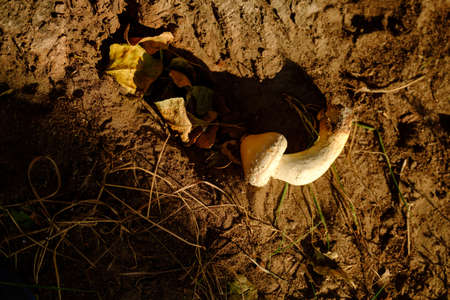 Mushroom in forest on the ground. Cut mushroom