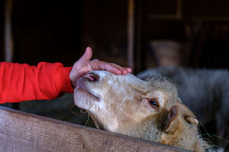 wonam caresses the sheep. Female hands caress the head of a sheepの写真素材