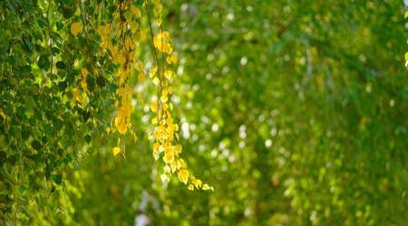 Autumn background. Beautiful birch tree over Blurred colorful leaves with sun flares. Green and...