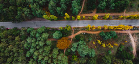 Scenic aerial view of a winding trekking path in a forest. Trekked path in the forest from above, drone view.の写真素材
