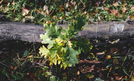 small tree outdoor in the sunlight. Growth young oak in the morning light . Top view.