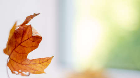 red orange autumn leaves with bright background, autumn backgroundの写真素材