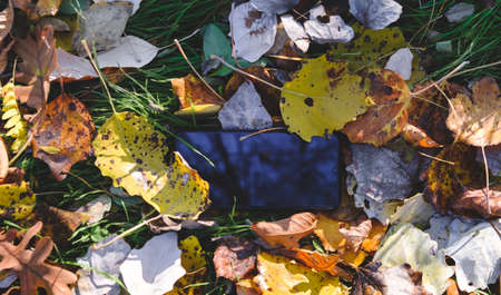 Phone in leaves. Lost mobile phone dropped from a woman pocket in the forest. Smartphone lying on...