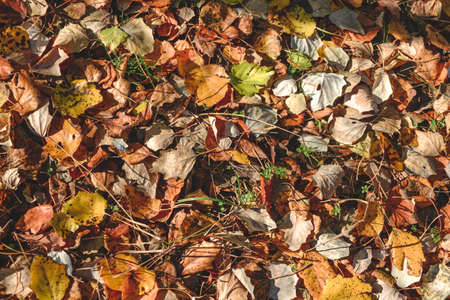 Group of various autumn fallen leaves in red and orange colors lying on ground isolated, dump of different leaves, autumn conceptの写真素材