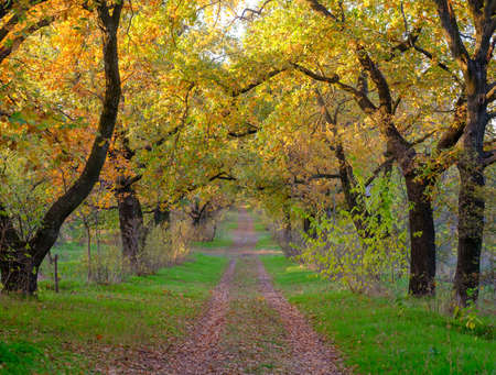 Walkway Lane Path With autumn oak Trees in Forest. Autumn, Fall scene. Beautiful Autumnal park with pathway. Autumn landscape.の写真素材