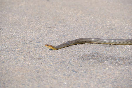Portrait close up, small brown snake crawling on the road.の写真素材