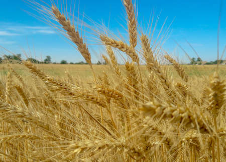 close up of mature wheat on the field. Ukraine agricultureの写真素材