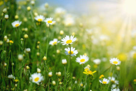 Chamomile field flowers border. Summer background. Beautiful nature scene with blooming medical chamomilles in sun flare. Summer flowers. Beautiful meadow. Alternative medicine Spring Daisy.の写真素材