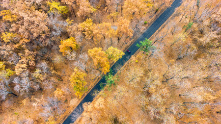Aerial view of autumn park trees. Top view of deciduous woodland from drone pov. Download imageの写真素材