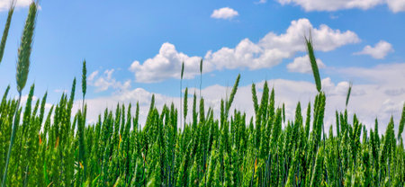 Green field barley or wheat. Full ripe spikelets. Bright sunny summer day in the field. download imageの写真素材