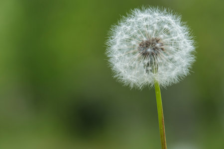 Dandelion in nature. Dandelion head against a green backgroundの写真素材