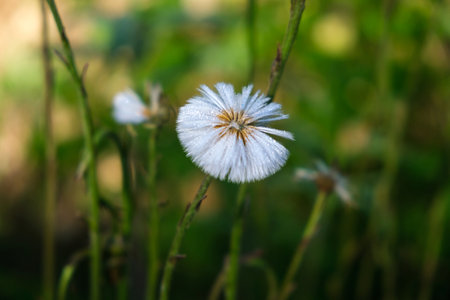 Dandelion in the grass. Coltsfoot is one of the first spring flowers. The white feathery seed pods of the coltsfoot, Traxacum, are a good food source for birds.の写真素材