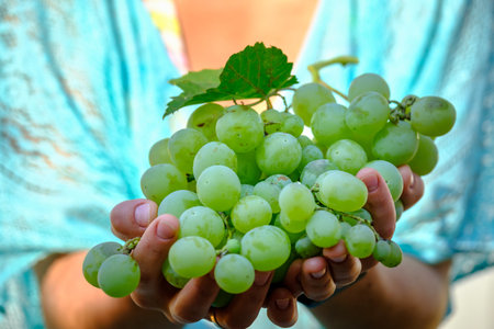 grape in hand. grapes harvest in farmer hand
