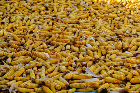 Huge pile of ripe corn, ripe yellow corn. Beautiful Ripe yellow corn in sack on dry husk Rural farm...