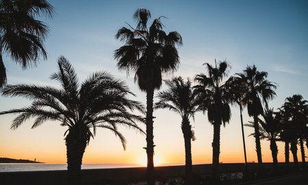 Tranquil Palm Tree Silhouettes Against Vibrant Coastal Sunset Sky
