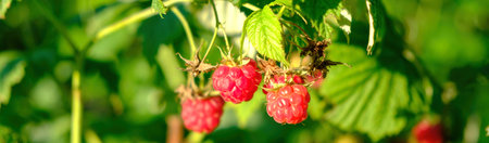 branch of ripe raspberries in a garden
