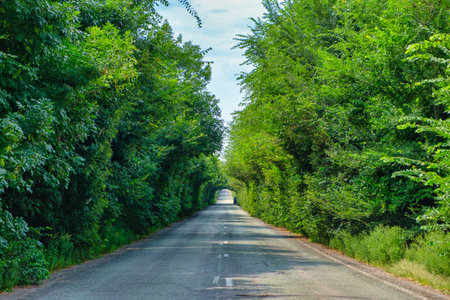 Empty Road in Forrest , road in the woods, forest road trees along at the countrysideの写真素材