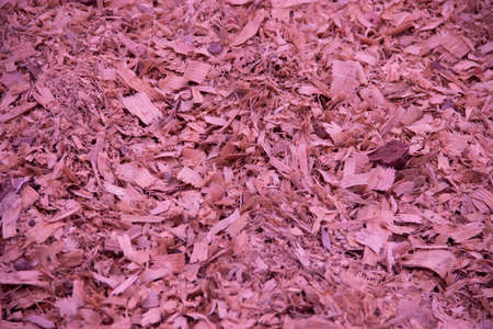 Background of natural wood shavings (sawdust texture).の写真素材