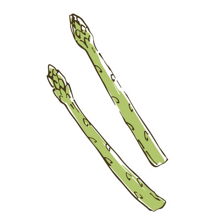 Vector illustration of asparagus. Fresh vegetables.のイラスト素材