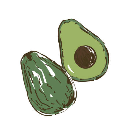 Vector illustration of avocado. Fresh vegetables.