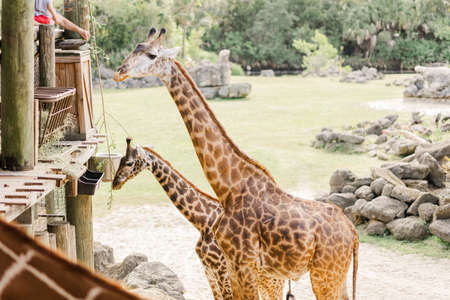 giraffes feeding at brevard zoo