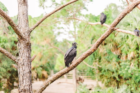 vulture at zooの写真素材