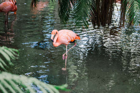 flamingo in waterの写真素材