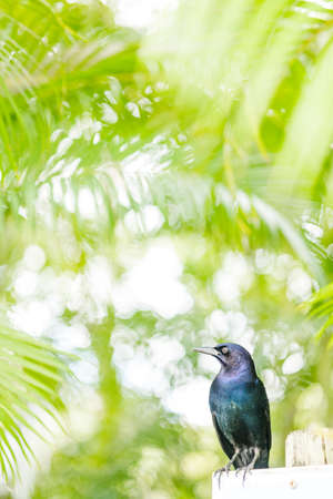 brevard zoo bird