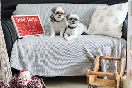 two dogs surrounded by christmas decor