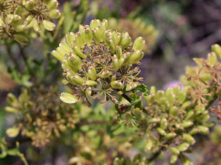 Yellow Texas Bud Plant