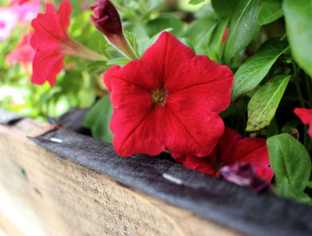 Red mandevilla flowerの写真素材