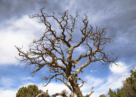 Close-up of figer-like tre in Arches national Park, Utah, USAの写真素材