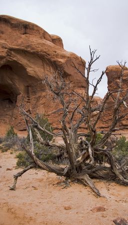 Spider-shaped tree in Arches national Park, Utah, USAの写真素材