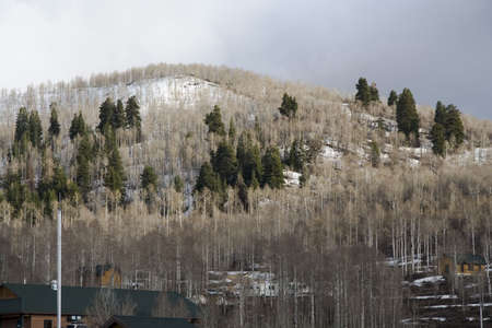 Grove of Quaking Aspen trees in mountains near Heber City, Utah in the early Springの写真素材