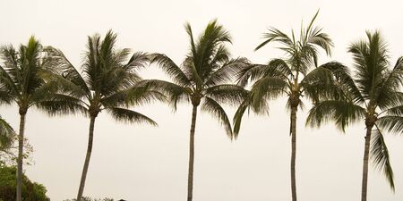 Palm trees in tropics