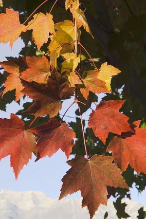Fall colors on Maple tree in the fallの写真素材