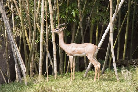 Gazelle in bamboo thicketの写真素材