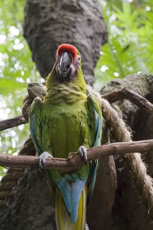 Colorful Parrot on branch in tropical jungle