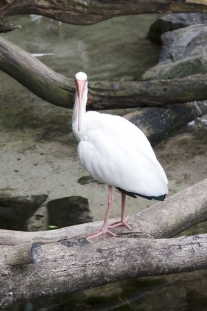 White bird and small streamの写真素材